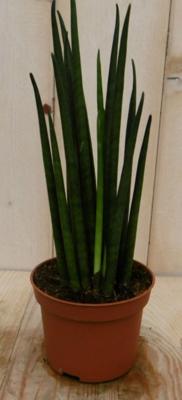 Kamerplant Vrouwentong Sansevieria 30 cm - Warentuin natuurlijk