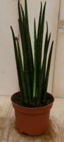Kamerplant Vrouwentong Sansevieria 30 cm - Warentuin natuurlijk