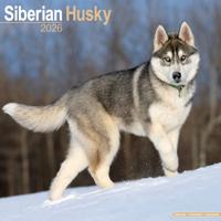 Siberian Husky Kalender 2026