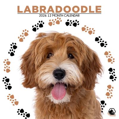 Labradoodle Kalender 2026