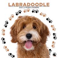 Labradoodle Kalender 2026