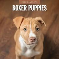 Boxer Puppies Kalender 2026