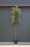 Steeneik Quercus ilex h 375 cm st. omtrek 15 cm st. h 190 cm - Warentuin Natuurlijk