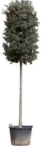 Steeneik Quercus ilex 412,5 cm - Warentuin Natuurlijk