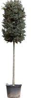 Steeneik Quercus ilex 412,5 cm - Warentuin Natuurlijk - thumbnail