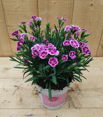 Dianthus Anjer Pink Kisses - Warentuin natuurlijk