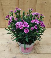 Dianthus Anjer Pink Kisses - Warentuin natuurlijk