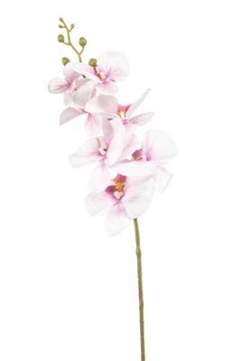 Phalaenopsis spray pink 84 cm - Emerald