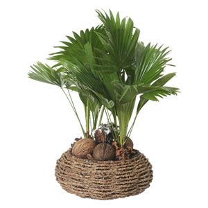 Livistona Rotundifolia (Arrangement) - P 32 cm