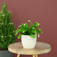Kerstcactus - Schlumbergera Lidcactus - P12