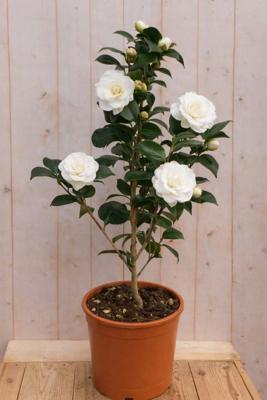 Japanse Roos Camellia Japonica Snow White 90 cm witte bloemen Warentuin Natuurlijk - Warentuin natuurlijk
