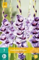 7 Gladiolus Passos - thumbnail