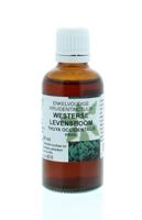 Natura Sanat Thuja occidentalis / levensboom tinctuur
