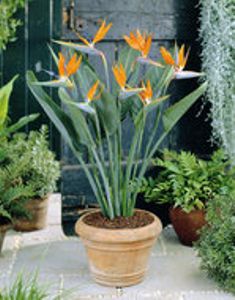 Strelitzia reginae