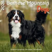 Berner Sennen Kalender 2026