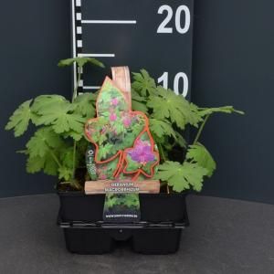 Ooievaarsbek (geranium macrorrhizum) bodembedekker - 4-pack - 1 stuks