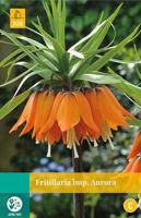 Fritillaria imp. Aurora 1 bollen - Jub