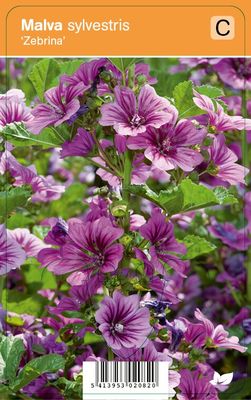Vips Malva sylvestris Zebrina - Kaasjeskruid