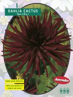 Zomer Bloembollen Dahlia Cactus Nuit d'ete per 1 - Baltus