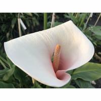 Moerings Zantedeschia aethiopica pink - Aronskelk Moerings Zantedeschia aethiopica pink - Aronskelk