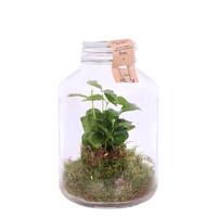 Ecosysteem koffieplant weckpot (DIY)