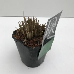 Prachtriet (Miscanthus sinensis "Morning Light") siergras - In 2 liter pot - 1 stuks