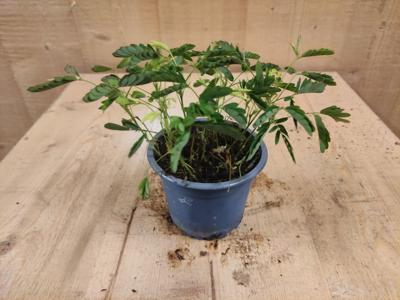Mimosa Ppudica Kruidje-roer-mij-niet kamerplant - Warentuin natuurlijk