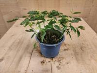 Mimosa Ppudica Kruidje-roer-mij-niet kamerplant - Warentuin natuurlijk