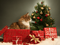 Tuinposter Kat met kerstcadeaus