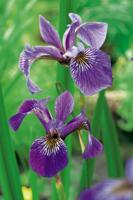 2 stuks! Iris kaempferi potmaat P9 Japanse iris Moerings - Moerings