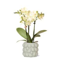 Kolibri Orchids | gele Phalaenopsis orchidee - Mexico + Citrus sierpot green - potmaat Ø9cm - 40cm hoog | bloeiende kamerplant in bloempot - vers van de kweker Kolibri Orchids | gele Phalaenopsis orchidee - Mexico + Citrus sierpot green - potmaat Ø9cm - 40cm hoog | bloeiende kamerplant in bloempot - vers van de kweker
