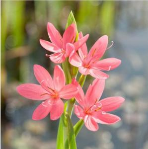 Moerings Schizostylis coccinea 'Mrs Hegarty' - Roze kafferlelie