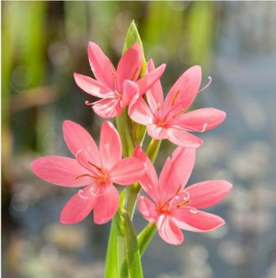 Moerings Schizostylis coccinea 'Mrs Hegarty' - Roze kafferlelie