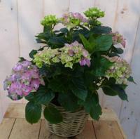 Hortensia Hydrangea in een mand roze Warentuin Natuurlijk - Warentuin natuurlijk