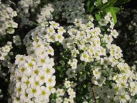 Spierstruik spirea - thumbnail