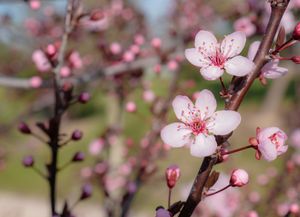 Hoogstam dikke Amandelboom