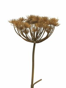 Heracleum brown 98cm