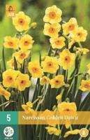 Narcis golden dawn 5 bollen
