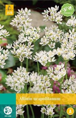 Allium neapolitanum 20 bollen - Jub