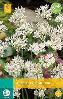 Allium neapolitanum 20 bollen - Jub
