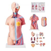 VEVOR Menselijk lichaamsmodel, 23 stuks 455 mm, menselijk torso-anatomiemodel, unisex anatomisch skeletmodel met verwijderbare organen, educatief leermiddel voor studenten, onderwijsdemonstratie