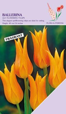 Tulp ballerina 8 bollen