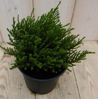 3 stuks! Hebe Veronica struikje groenblijvend klein blad - Warentuin natuurlijk