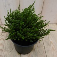 3 stuks! Hebe Veronica struikje groenblijvend klein blad - Warentuin natuurlijk