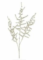 Asparagus metallic champagne