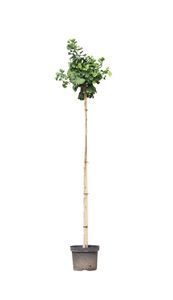 Bol Japanse noot Ginkgo biloba Mariken h 180 cm st. omtrek 5 cm st. h 150 cm - Warentuin Natuurlijk