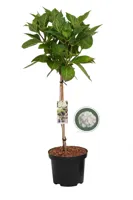 Boerenhortensia Wit