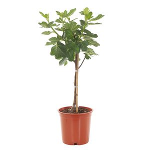 Vijgenboom - Ficus Carica - P20