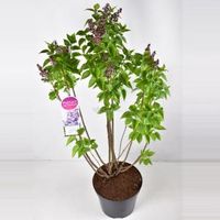 Sering (syringa vulgaris "Nadezhda") - 90-120 cm - 1 stuks