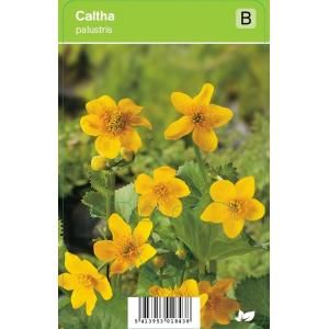 Dotterbloem (caltha palustris) voorjaarsbloeier - 12 stuks